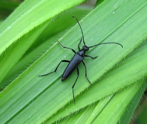 Rutpela nigra