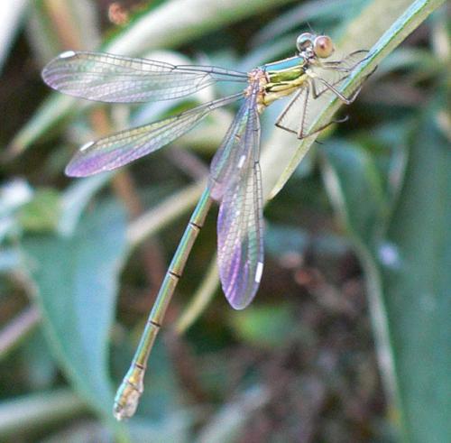 Chalcolestes viridis