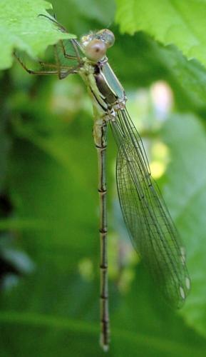 Chalcolestes viridis