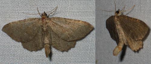 Réf. 21 507 : Philereme vetulata