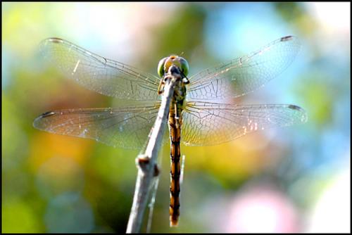 Réf. 21 697 : Sympetrum striolatum