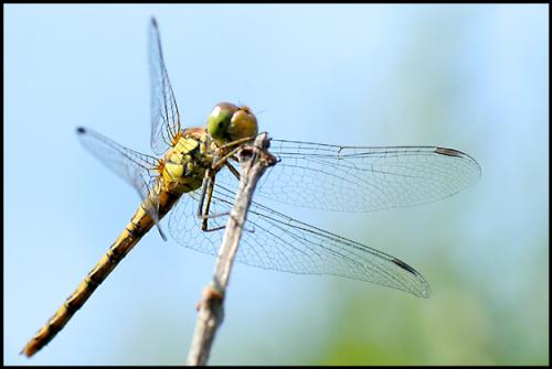 Réf. 21 698 : Sympetrum striolatum