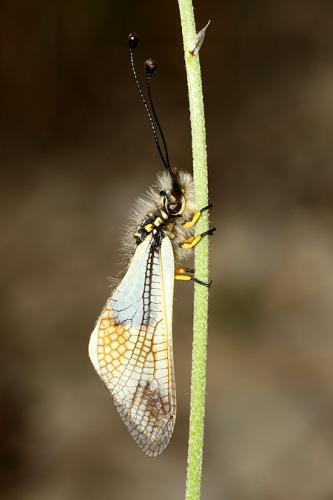 Réf. 21 216 : Libelloides lacteus