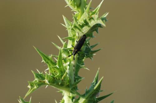 Réf. 21 299 : Agapanthia dahli