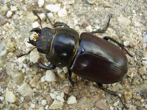 Lucanus cervus