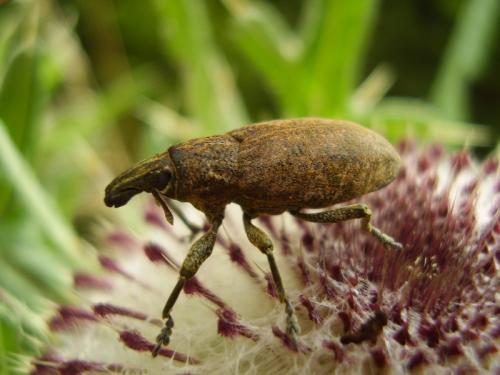 Cyphocleonus trisulcatus