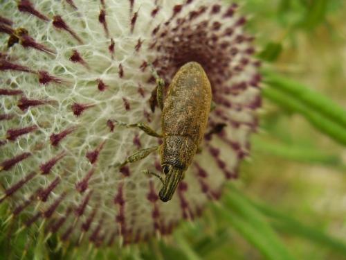 Cyphocleonus trisulcatus