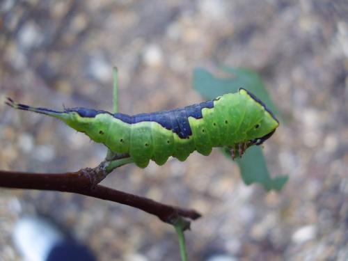 Furcula sp.