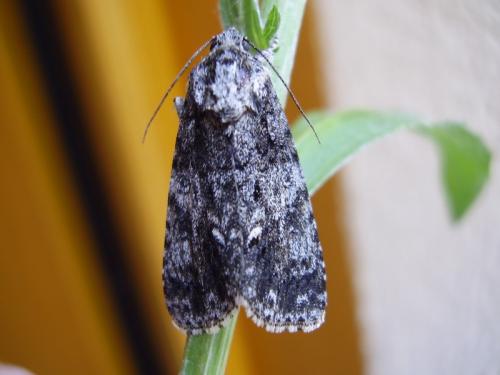 Réf. 21 526 : Acronicta rumicis