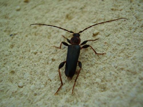 Phymatodes testaceus