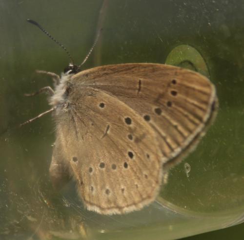 Phengaris teleius