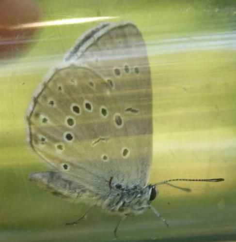 Phengaris teleius