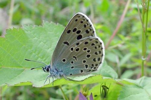 photo de papillon