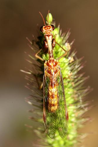 Mantispa styriaca