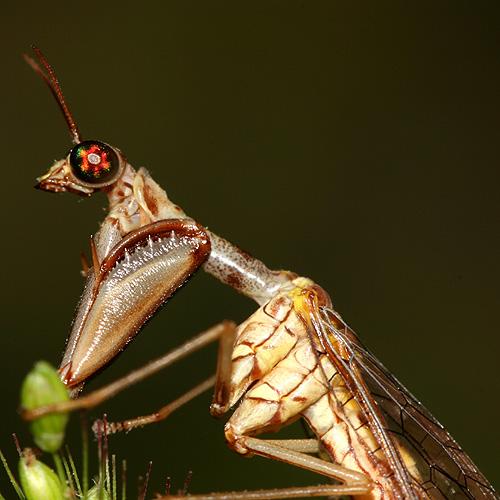 Réf. 21 443 : Mantispa styriaca