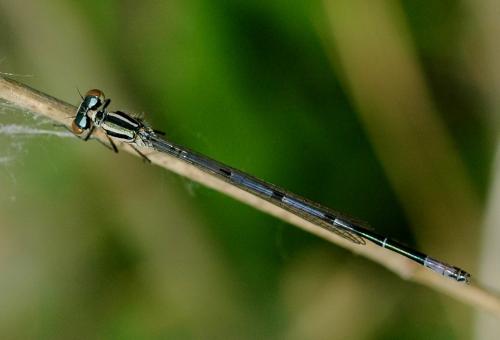 Coenagrion puella