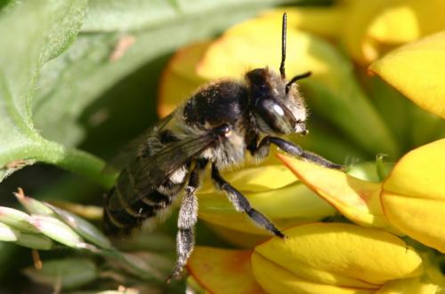 Megachile sp.
