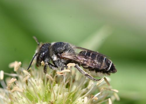 Megachile sp.