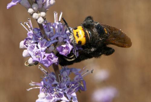 Megascolia maculata flavifrons