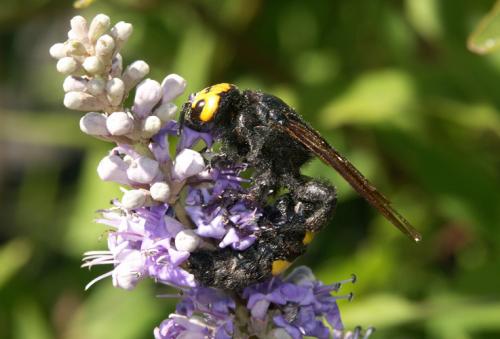 Réf. 21 755 : Megascolia maculata