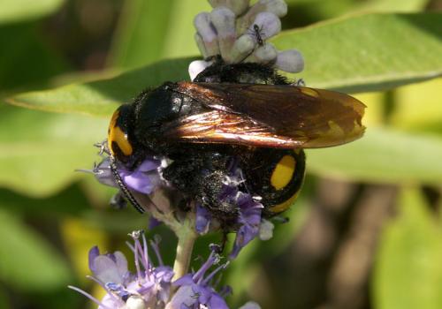 Megascolia maculata flavifrons