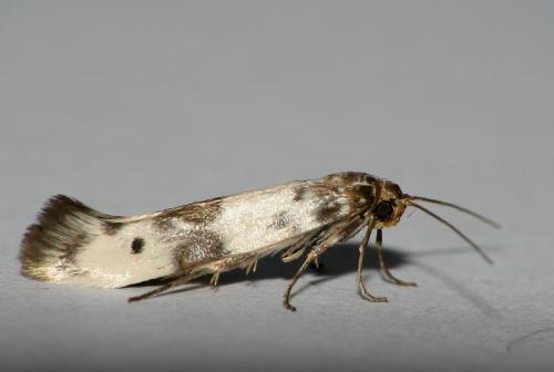 Réf. 21 160 : Enolmis acanthella