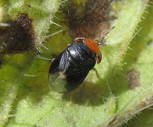 Geocoris erythrocephalus