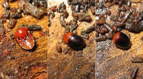 Réf. 21 001 : Agathidium nigripenne