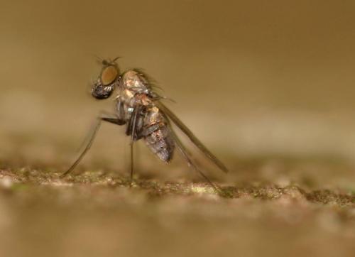 Réf. 21 310 : Medetera sp.