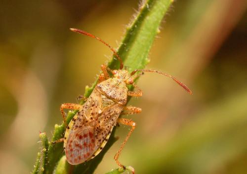 Réf. 21 714 : Stictopleurus punctatonervosus