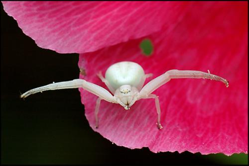 Misumena vatia