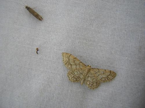 Idaea moniliata