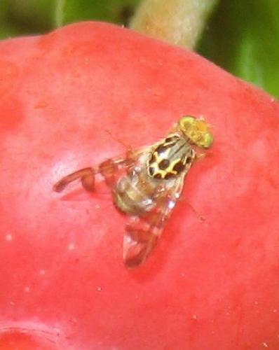 Carpomya schineri