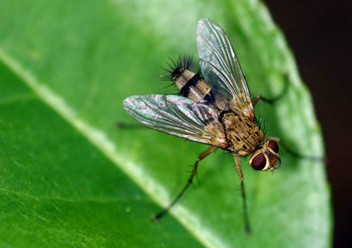 Dexiosoma caninum