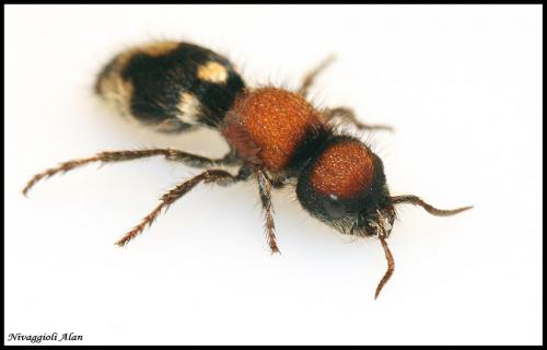 Réf. 21 337 : Ronisia brutia