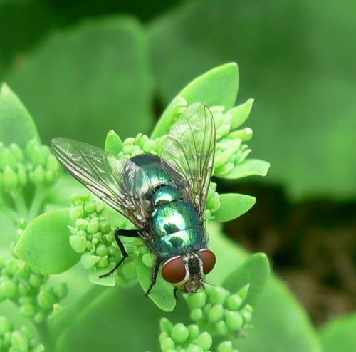 Lucilia sp.
