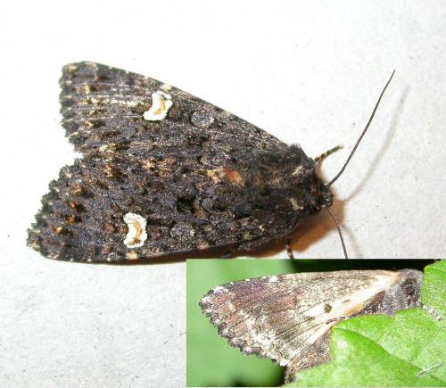 Melanchra persicariae