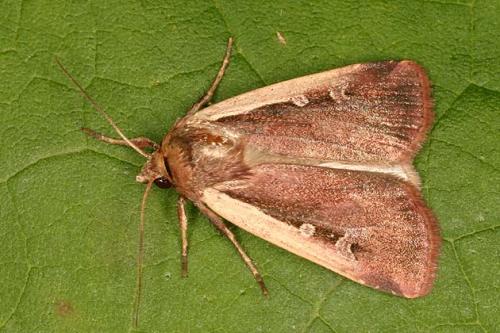Réf. 21 617 : Ochropleura plecta