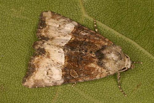 Réf. 21 734 : Mesoligia furuncula