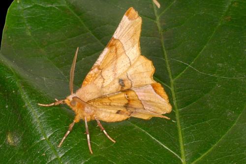 Selenia lunularia