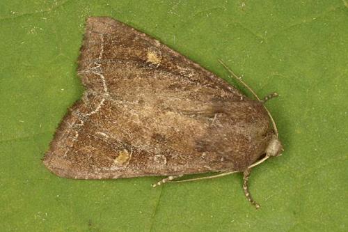 Lacanobia oleracea