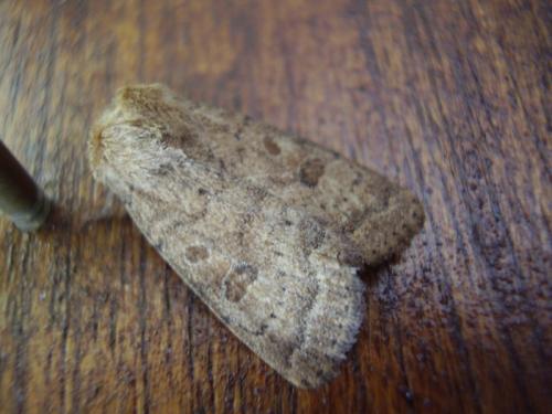 Hoplodrina sp.