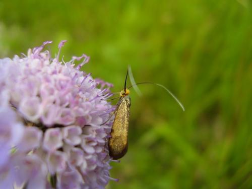 Nemophora metallica