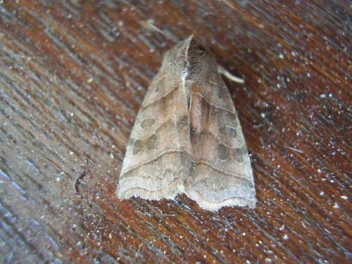 Réf. 21 694 : Ipimorpha retusa