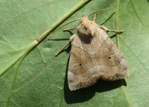 Réf. 21 828 : Cosmia trapezina