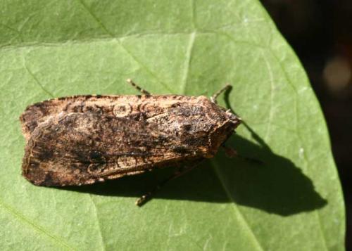 Réf. 21 736 : Peridroma saucia