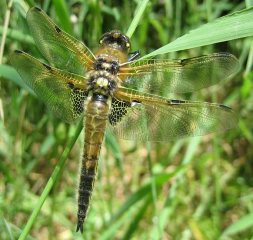 Réf. 21 415 : Libellula quadrimaculata