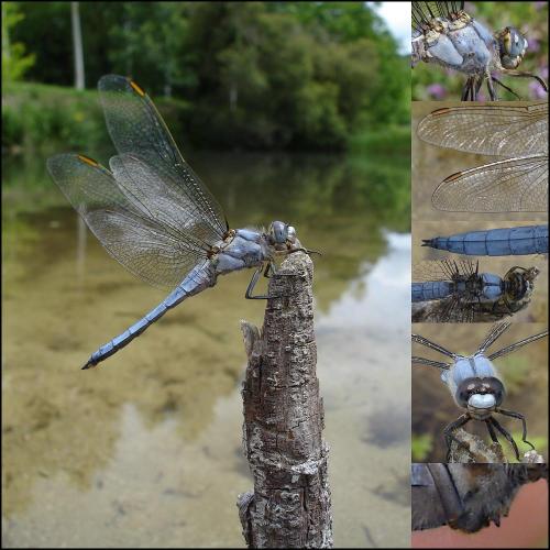 Orthetrum brunneum