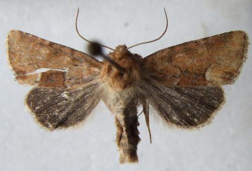 Réf. 21 472 : Oligia fasciuncula