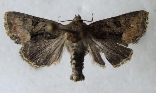 Réf. 21 475 : Oligia latruncula